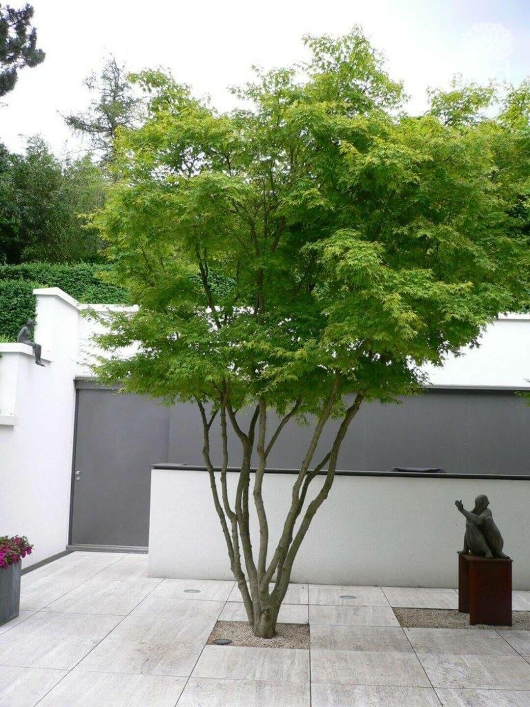 Gartengestaltung Pflanzen