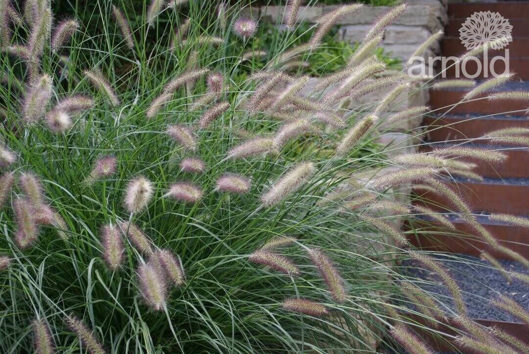 Gartengestaltung Pflanzen