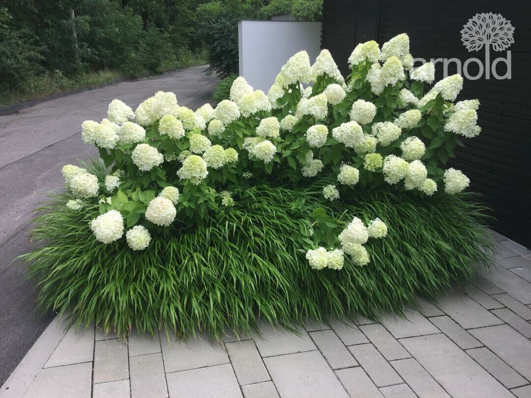 Gartengestaltung Pflanzen