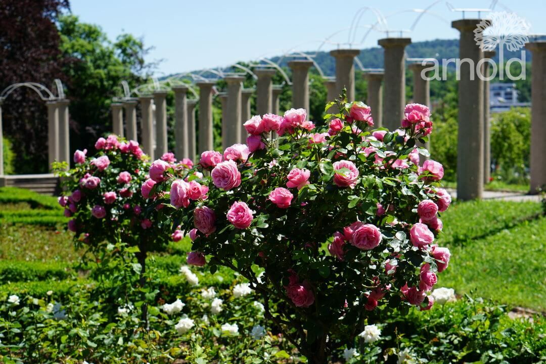 Gartengestaltung Pflege gewerblich