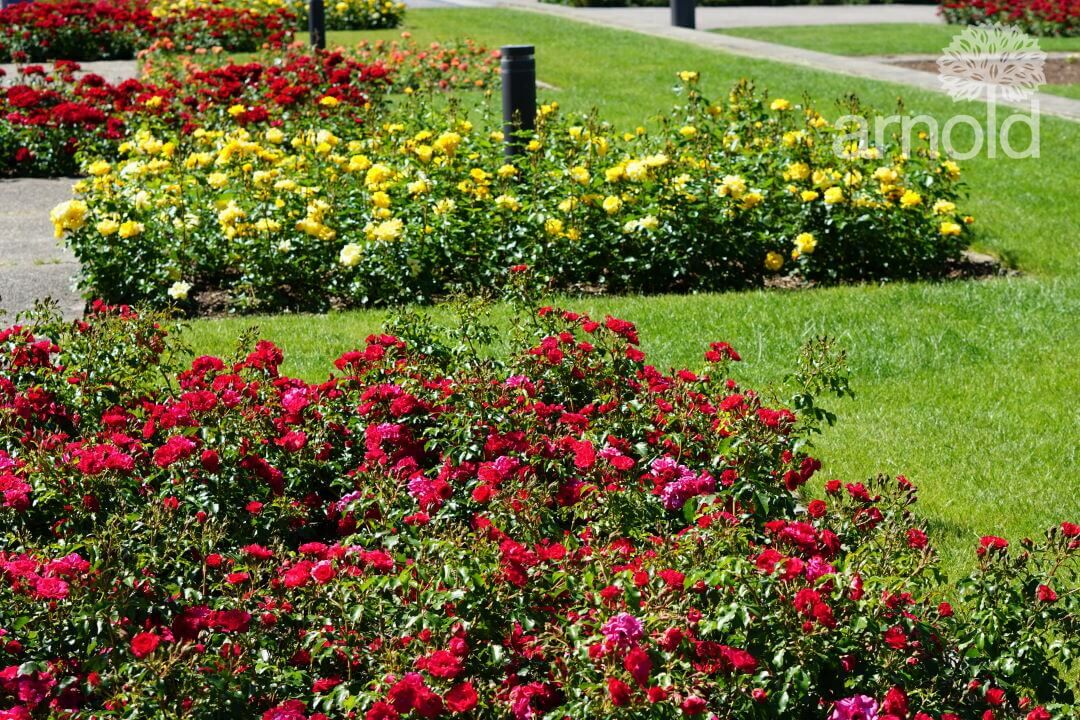 Gartengestaltung Pflege gewerblich