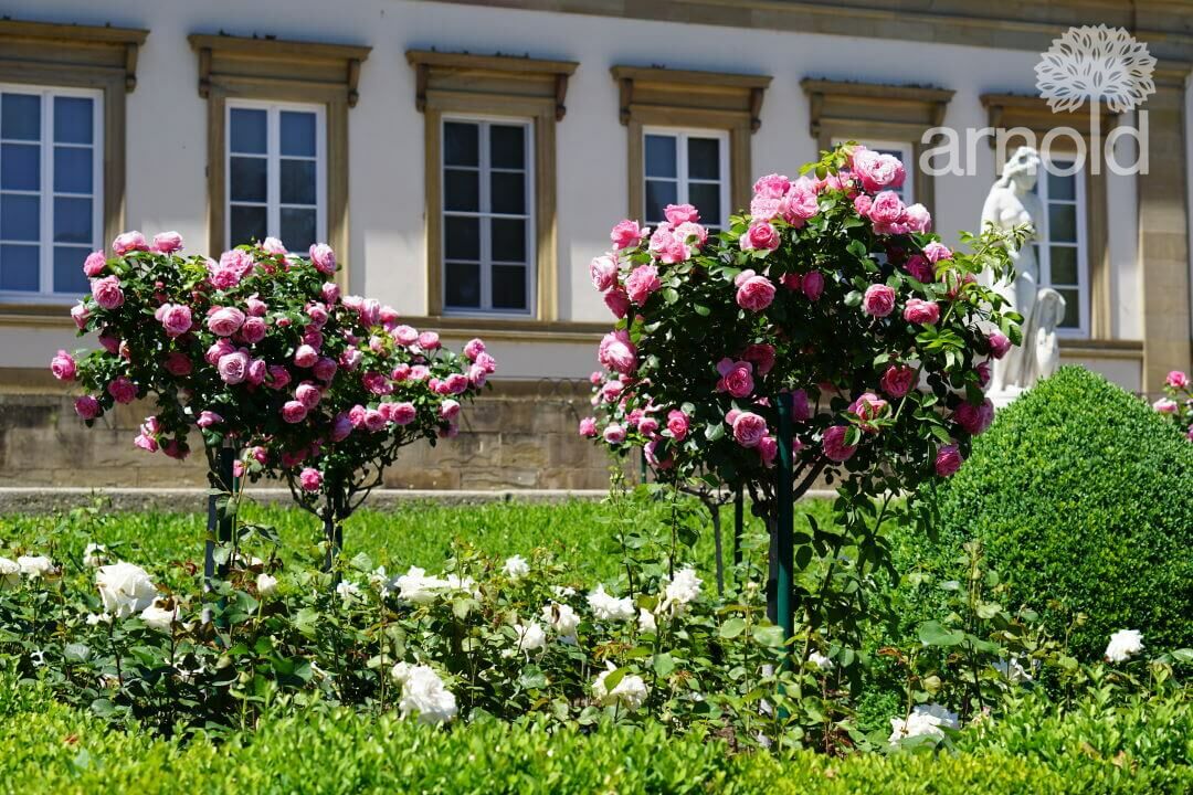 Gartengestaltung Pflege gewerblich