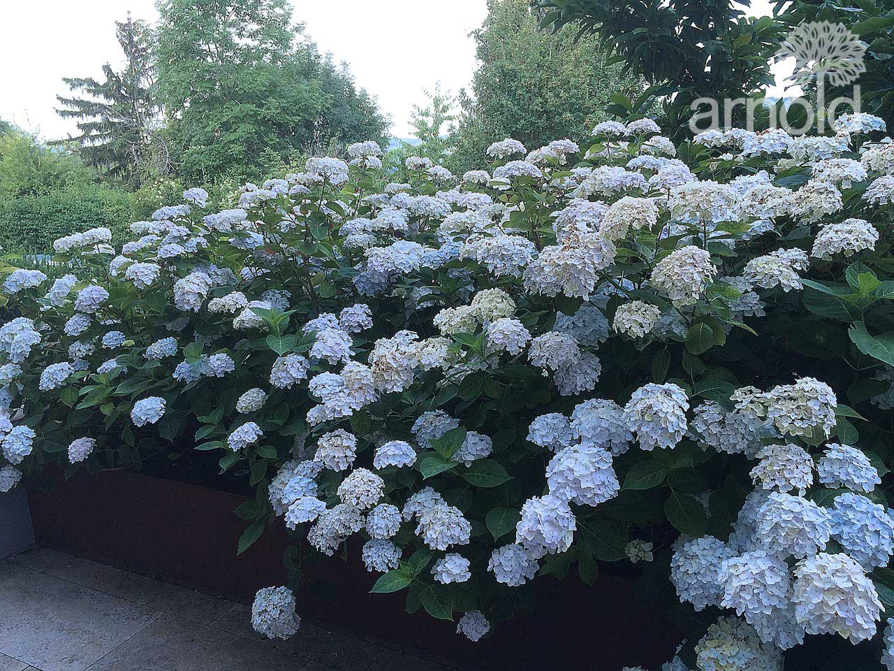 Gartengestaltung Pflege gewerblich 03