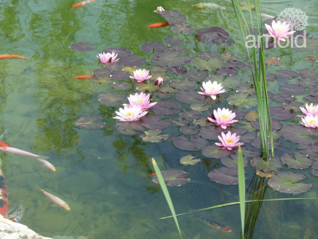 Gartengestaltung Wasser